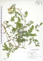 藏品(臺灣黃菫)的圖片