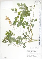 藏品(臺灣黃菫)的圖片