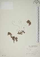 藏品(水芫花)的圖片