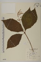 藏品(臺灣及己)的圖片