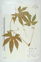 藏品(雙輪瓜)的圖片