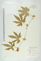 藏品(雙輪瓜)的圖片