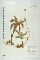 藏品(雙輪瓜)的圖片