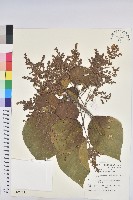 藏品(血桐)的圖片