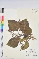 藏品(血桐)的圖片