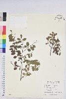 藏品(多花油柑、白仔)的圖片