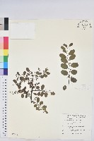 藏品(多花油柑、白仔)的圖片