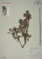 藏品(水芫花)的圖片