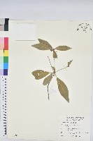 藏品(裡白巴豆)的圖片