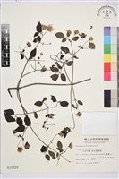 藏品(巴氏鐵線蓮)的圖片