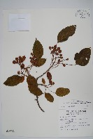 藏品(硬齒獼猴桃)的圖片