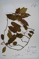 藏品(硬齒獼猴桃)的圖片