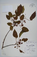 藏品(硬齒獼猴桃)的圖片