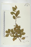 藏品(臺灣胡頹子)的圖片