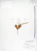 藏品(石吊蘭、吊石苣苔)的圖片