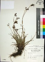 藏品(乾溝飄拂草)的圖片