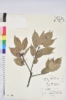 藏品(青剛櫟、鐵椆)的圖片