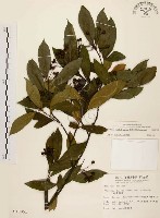 藏品(臺灣石楠)的圖片