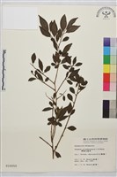 藏品(畢祿山鼠李)的圖片