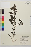 藏品(畢祿山鼠李)的圖片