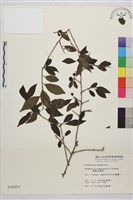 藏品(畢祿山鼠李)的圖片