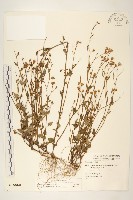 藏品(小蔓黃苑)的圖片