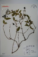 藏品(阿里山忍冬、漸尖葉忍冬)的圖片