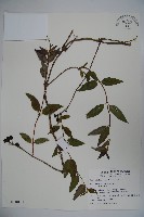 藏品(阿里山忍冬、漸尖葉忍冬)的圖片