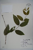 藏品(裡白忍冬、紅腺忍冬)的圖片