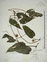 藏品(亨利氏鐵線蓮)的圖片