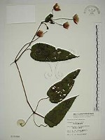 藏品(亨利氏鐵線蓮)的圖片