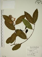 藏品(猿尾藤)的圖片