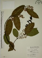 藏品(猿尾藤)的圖片