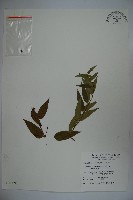 藏品(阿里山忍冬、漸尖葉忍冬)的圖片