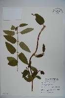 藏品(阿里山忍冬、漸尖葉忍冬)的圖片