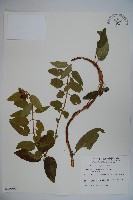 藏品(阿里山忍冬、漸尖葉忍冬)的圖片