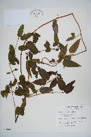 藏品(阿里山忍冬、漸尖葉忍冬)的圖片