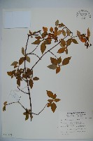 藏品(狹葉莢迷)的圖片