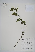 藏品(臺灣馬藍)的圖片