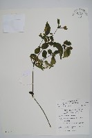 藏品(臺灣馬藍)的圖片