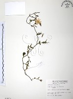 藏品(山素英)的圖片