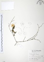 藏品(山素英)的圖片