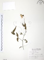 藏品(山素英)的圖片