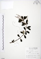 藏品(椒草)的圖片