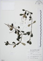 藏品(椒草)的圖片