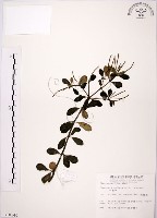 藏品(椒草)的圖片