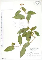 藏品(火炭母草、清飯藤)的圖片