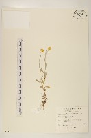 藏品(鼠麴草)的圖片