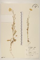 藏品(鼠麴草)的圖片