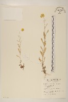 藏品(鼠麴草)的圖片